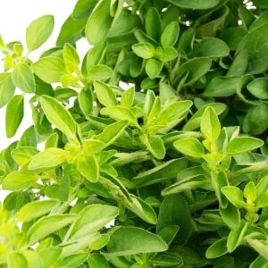 Diabolo geniş yapraklı kekik fidesi kekik otu mercanköşk origanum