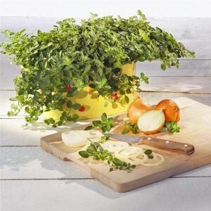 Diabolo geniş yapraklı kekik fidesi kekik otu mercanköşk origanum