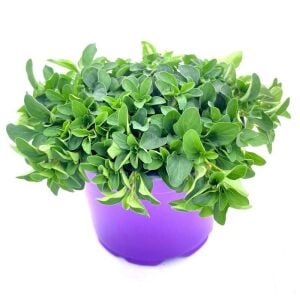 Diabolo geniş yapraklı kekik fidesi kekik otu mercanköşk origanum