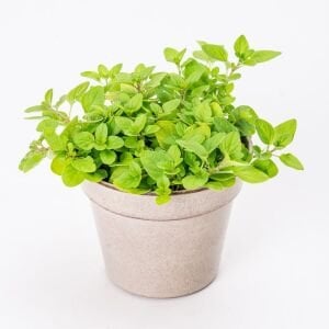 Diabolo geniş yapraklı kekik fidesi kekik otu mercanköşk origanum