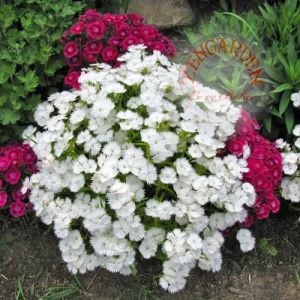 Beyaz çin karanfil tohumu bodur dianthus alba