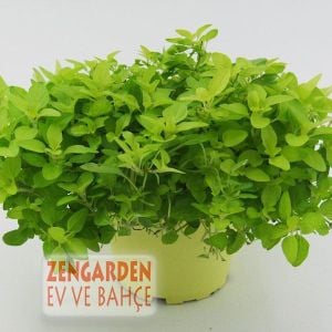 Diabolo geniş yapraklı kekik fidesi kekik otu mercanköşk origanum