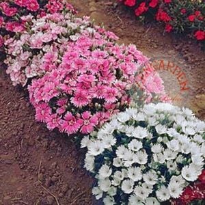 Beyaz çin karanfil tohumu bodur dianthus alba