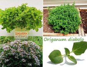 Diabolo geniş yapraklı kekik fidesi kekik otu mercanköşk origanum