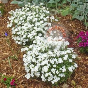 Beyaz çin karanfil tohumu bodur dianthus alba