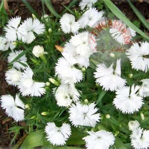 Beyaz çin karanfil tohumu bodur dianthus alba