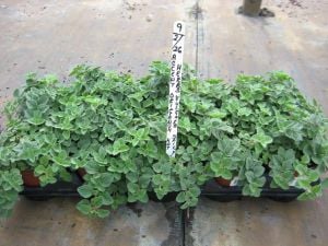 Diabolo geniş yapraklı kekik fidesi kekik otu mercanköşk origanum