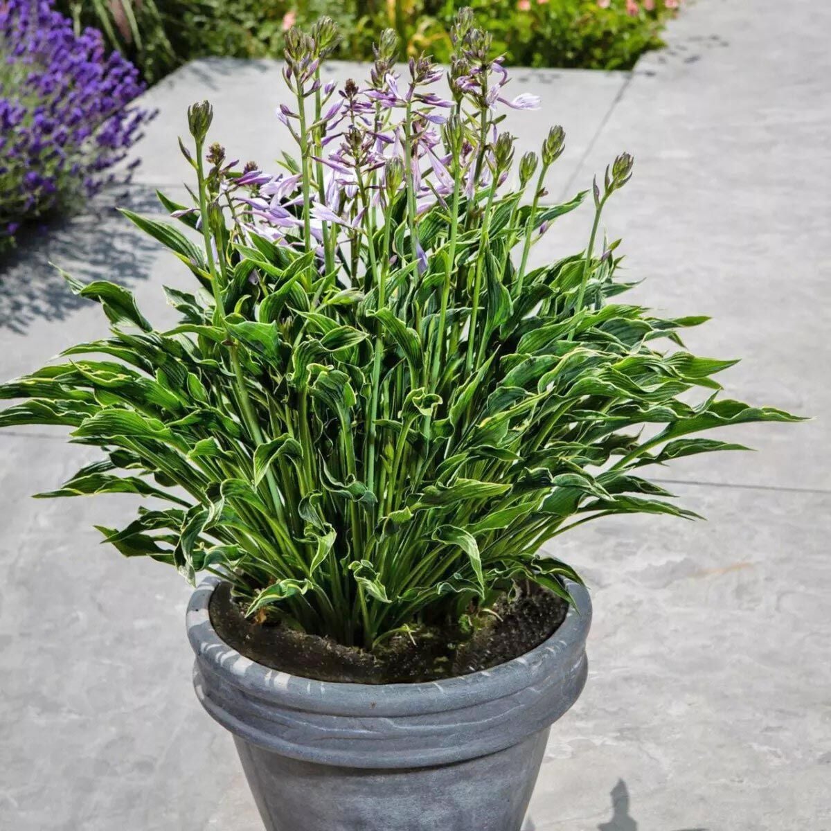 Hosta Praying Hands süpürge çiçeği saksıda yetişmiş bitki