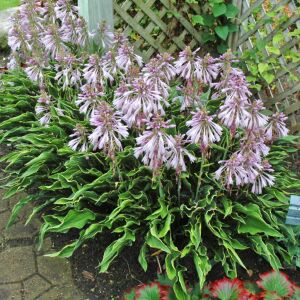 Hosta Praying Hands süpürge çiçeği saksıda yetişmiş bitki