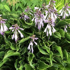 Hosta Praying Hands süpürge çiçeği saksıda yetişmiş bitki