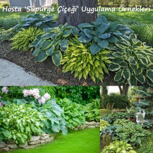 Hosta Praying Hands süpürge çiçeği saksıda yetişmiş bitki