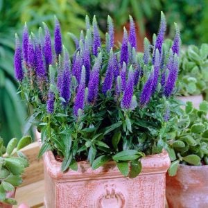 Royal candles veronica spicata fidesi yavşan otu çiçeği 7 yada 9 cm saksıda