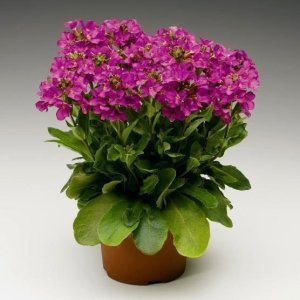 Kokulu pembe arabis red sensation 3  fide