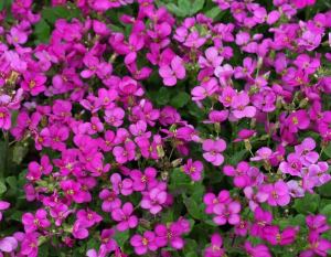 Kokulu pembe arabis red sensation 3  fide
