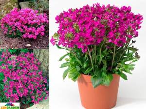 Kokulu pembe arabis red sensation 3  fide