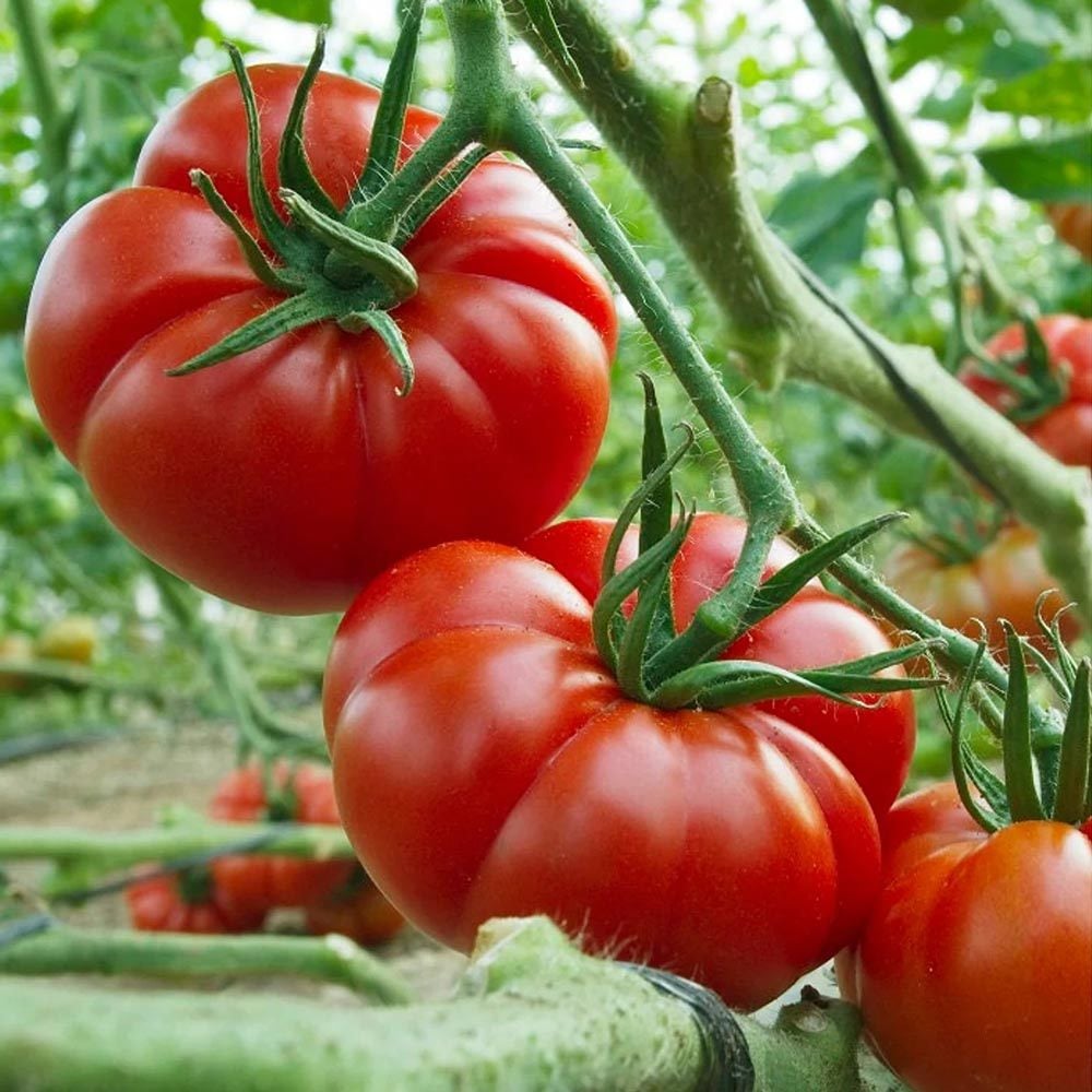 Fransız Provence domatesi tohumu sırık tip 200 gram