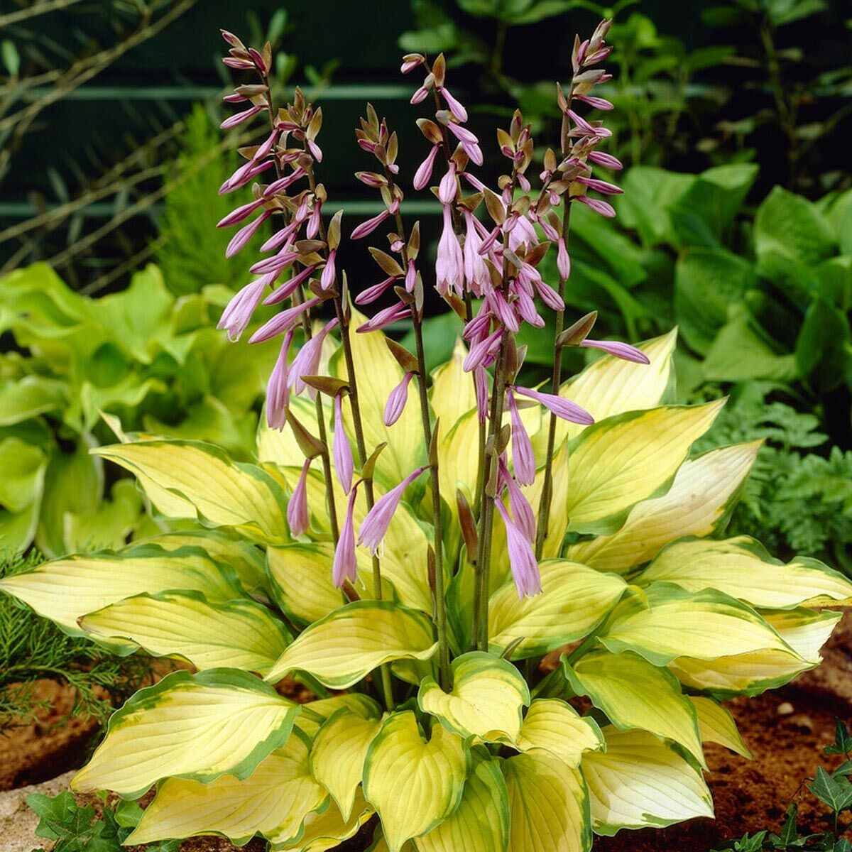 Hosta Lady Guinevere süpürge çiçeği saksıda yetişmiş