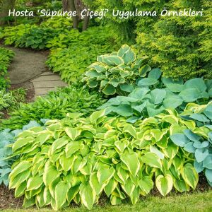 Hosta Lady Guinevere süpürge çiçeği saksıda yetişmiş