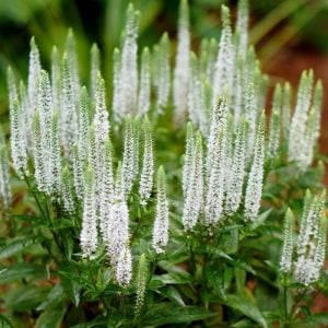 Snow candles veronica spicata fidesi yavşan otu çiçeği