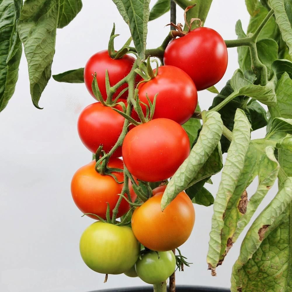 Tamina domates tohumu sırık tip 75 gram
