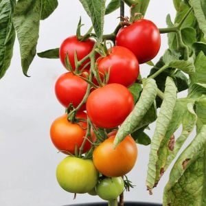 Tamina domates tohumu sırık tip 75 gram