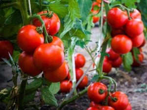 Tamina domates tohumu sırık tip 75 gram