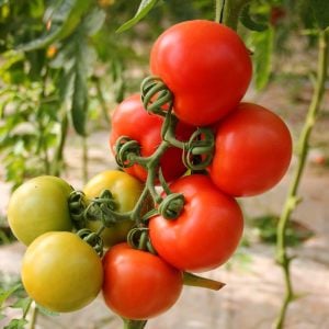 Tamina domates tohumu sırık tip 75 gram