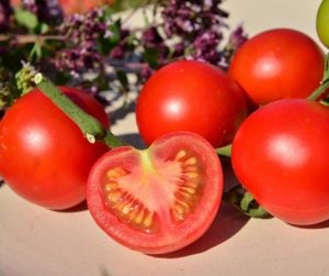 Tamina domates tohumu sırık tip 75 gram