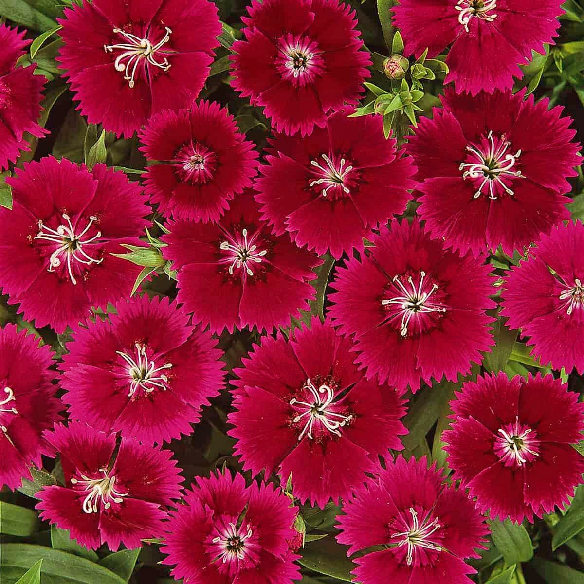 Kokulu kırmızı karanfil tohumu dianthus