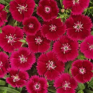 Kokulu kırmızı karanfil tohumu dianthus