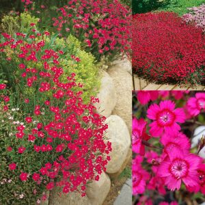 Kokulu kırmızı karanfil tohumu dianthus