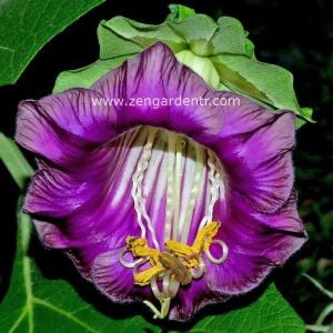 Kokulu katedral çanları sarmaşık tohumu cobaea scandens