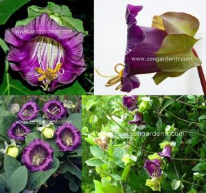 Kokulu katedral çanları sarmaşık tohumu cobaea scandens