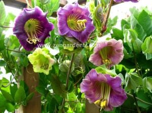 Kokulu katedral çanları sarmaşık tohumu cobaea scandens