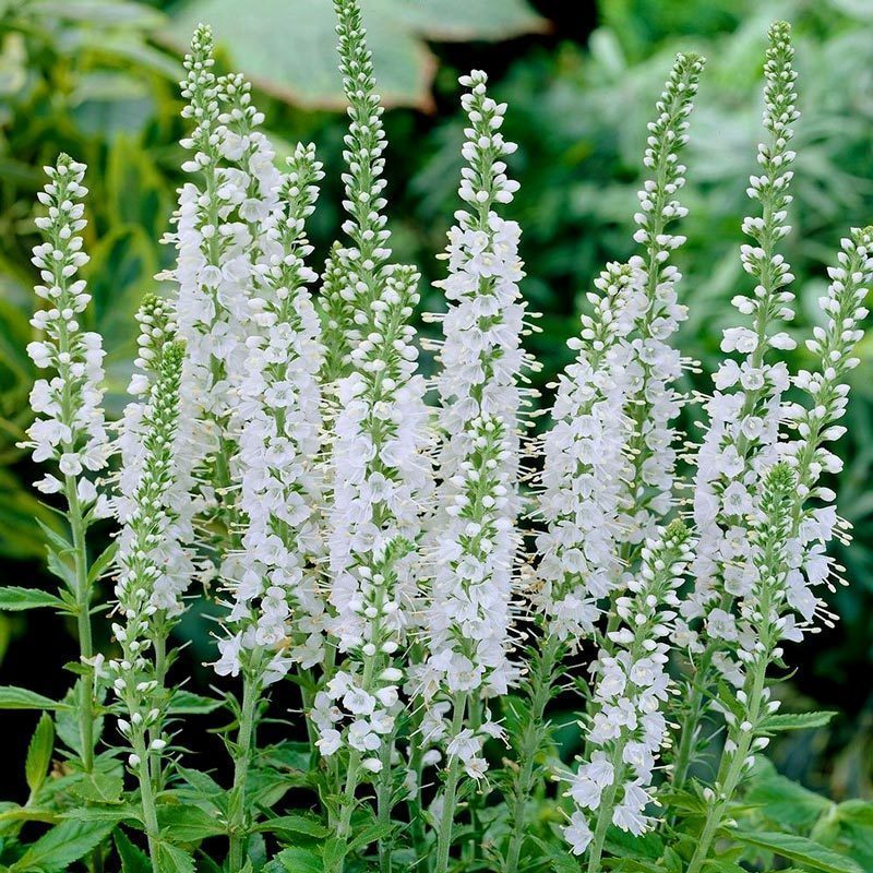 Snow candles veronica spicata fidesi yavşan otu çiçeği 1 fide