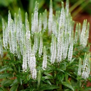 Snow candles veronica spicata fidesi yavşan otu çiçeği 1 fide