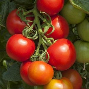 Ailsa Craig domates tohumu sırık tip orta boy