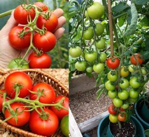 Ailsa Craig domates tohumu sırık tip orta boy