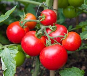 Ailsa Craig domates tohumu sırık tip orta boy