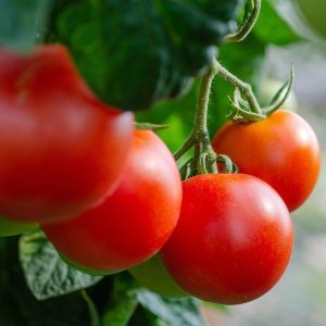 Ailsa Craig domates tohumu sırık tip orta boy