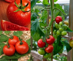 Ailsa Craig domates tohumu sırık tip orta boy