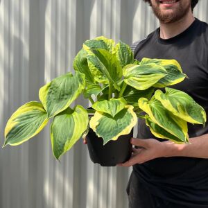 Hosta Twilight süpürge çiçeği saksıda yetişmiş
