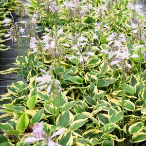 Hosta Twilight süpürge çiçeği saksıda yetişmiş