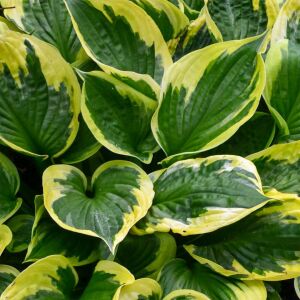 Hosta Twilight süpürge çiçeği saksıda yetişmiş