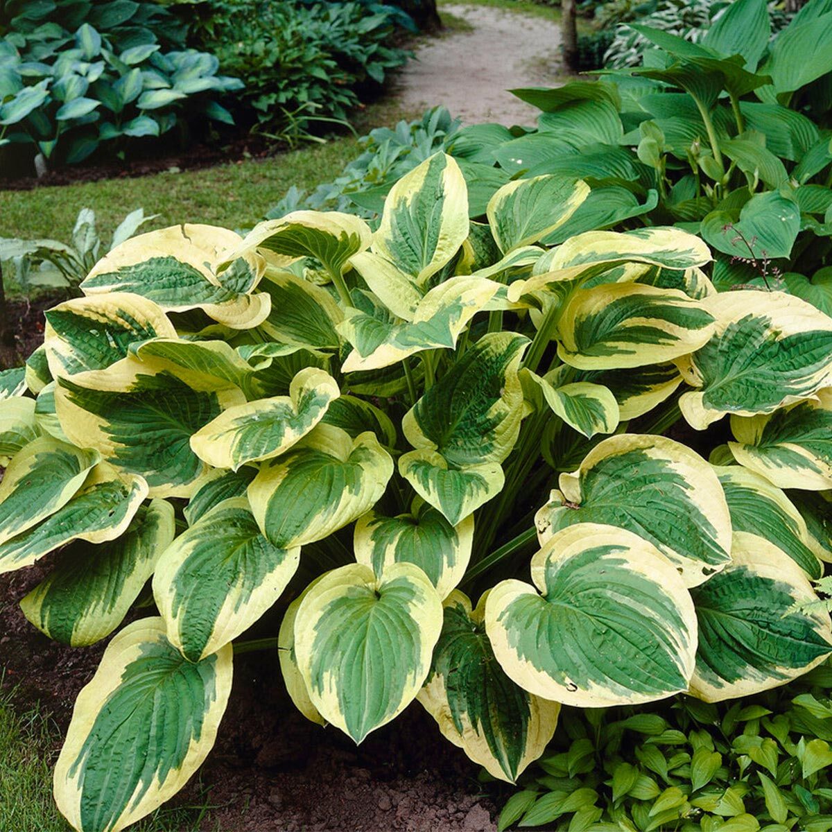 Hosta Twilight süpürge çiçeği saksıda yetişmiş