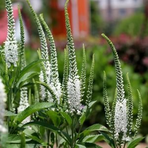 Snow candles veronica spicata fidesi yavşan otu çiçeği 7 yada 9 cm saksıda