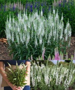 Snow candles veronica spicata fidesi yavşan otu çiçeği 7 yada 9 cm saksıda