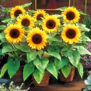 Cüce ayçiçeği tohumu saksı çeşidi 30-50 cm. boylanır