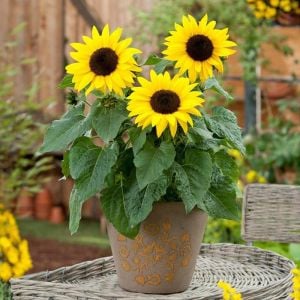 Cüce ayçiçeği tohumu saksı çeşidi 30-50 cm. boylanır