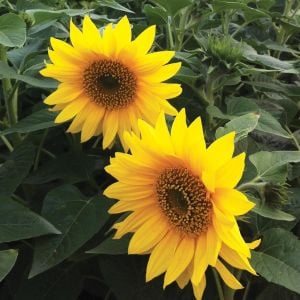Cüce ayçiçeği tohumu saksı çeşidi 30-50 cm. boylanır